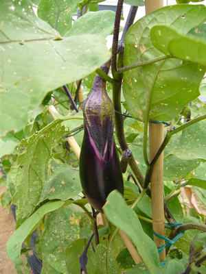 Nursery_2010-08-12 014.jpg